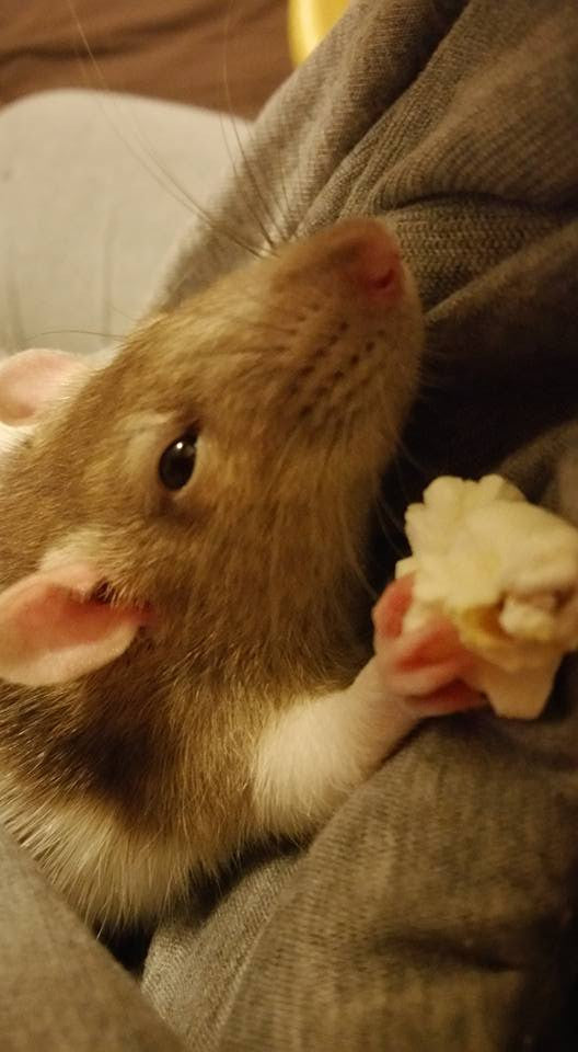 This rat loves to snuggle